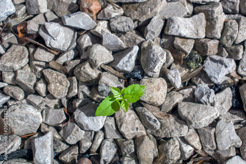 a tiny vibrant green seedling pushes its way through a harsh bed of gray gravel. it is symbolizing the resilient power of life overcoming adversity