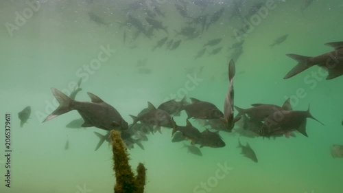 Underwater footage of a shoal of common bream (Abramis brama) swimming in clear natural freshwater beneath the riverbank. Sunlight filtering through the water, realistic fish behavior, calm atmosphere