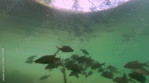 Underwater footage of a shoal of common bream (Abramis brama) swimming in clear natural freshwater beneath the riverbank. Sunlight filtering through the water, realistic fish behavior, calm atmosphere