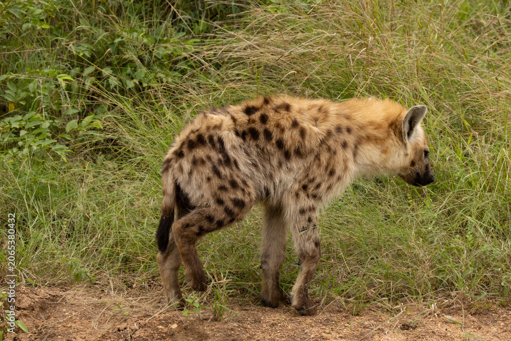 Naklejka premium Hyena, Spotted Hyena. Afrika