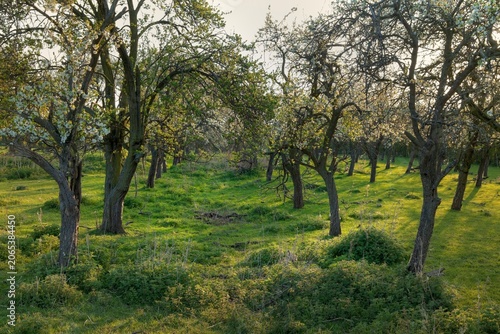Old English orchard