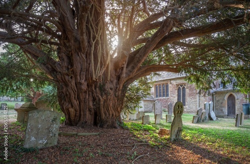 Schilderij op canvas Old yew tree at Broadwell village, Cotswolds, Gloucestershire, England