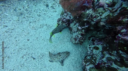 2026.06.02 White-spotted puffer and Honeycomb Grouper at Gato Island