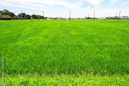 初夏の風に吹かれる朝の首都圏近郊の青田風景