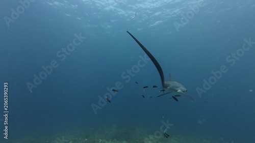 2026.06.03 Thresher Shark at Kimud Shoal, Malapascua, Philippins14