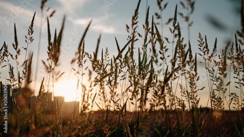 Warm sunlight filtering through tall grass stalks and wildflowers in a rural field during a golden hour sunset, with a gentle breeze swaying the plants and buildings visible on the horizon