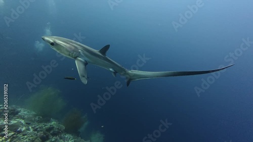 2026.06.04 Thresher Shark at Kimud Shoal, Malapascua, Philippins4