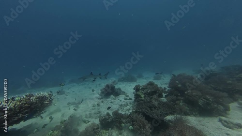 2026.06.04 Whitetip Shark at Monad Shoal, Malapascua, Philippins3