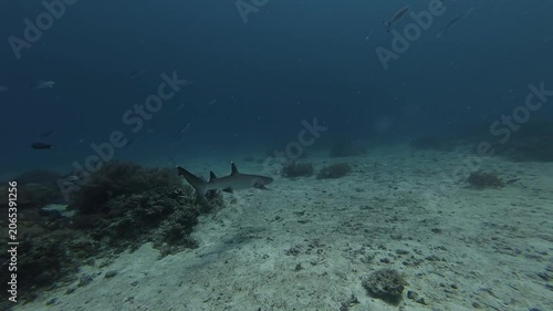 2026.06.04 Whitetip Shark at Monad Shoal, Malapascua, Philippins5