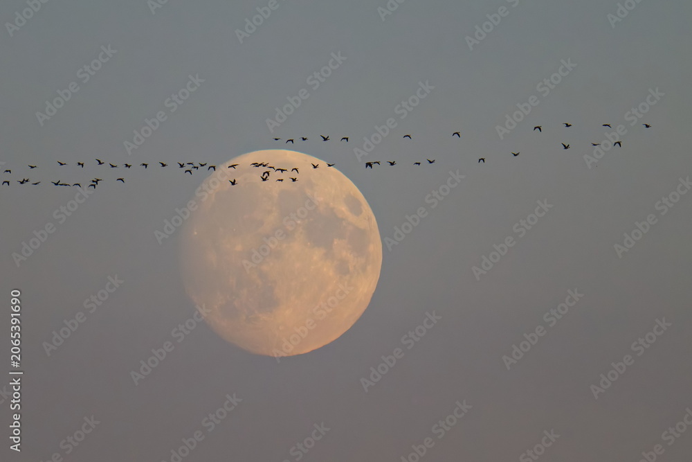 Fototapeta premium Kraniche am Abendhimmel mit Vollmond 