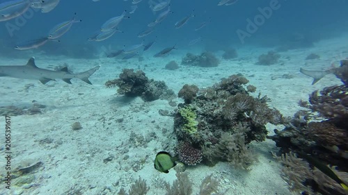 2026.06.04 Whitetip Shark at Monad Shoal, Malapascua, Philippins7