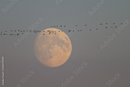 Kraniche am Abendhimmel mit Vollmond	