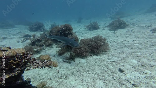 2026.06.04 Whitetip Shark at Monad Shoal, Malapascua, Philippins14
