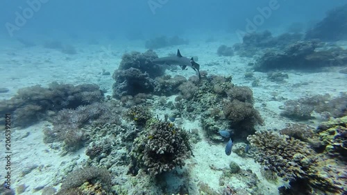 2026.06.04 Whitetip Shark at Monad Shoal, Malapascua, Philippins13