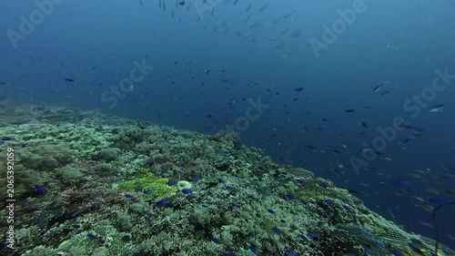 2026.06.01 blue fish at Kimud Shoal, Malapascua, Philippins1