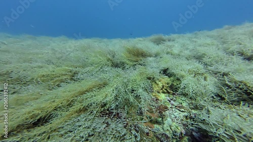 2026.06.01 Hydroid at Kimud Shoal, Malapascua, Philippins