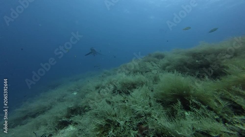 2026.06.01 Thresher Shark at Kimud Shoal, Malapascua, Philippins1