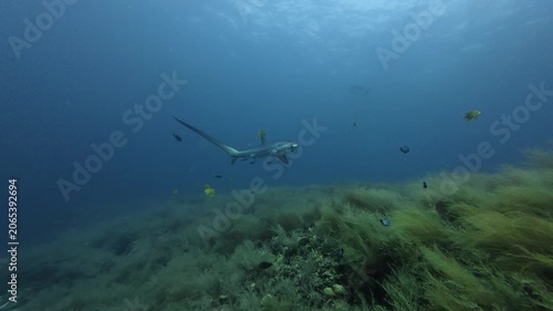 2026.06.01 Thresher Shark at Kimud Shoal, Malapascua, Philippins2
