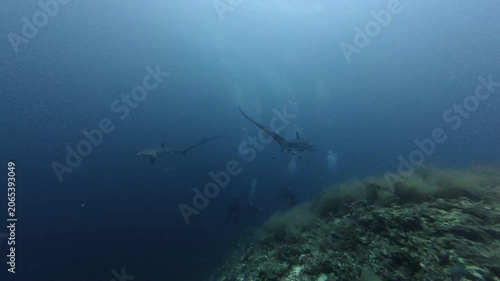 2026.06.01 Thresher Shark at Kimud Shoal, Malapascua, Philippins4