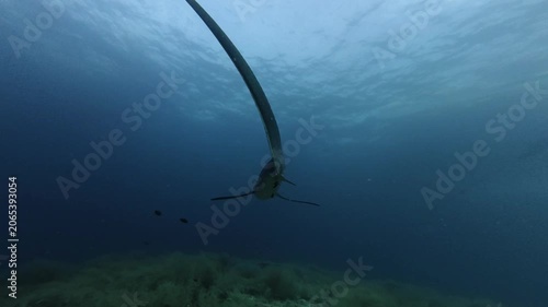2026.06.01 Thresher Shark at Kimud Shoal, Malapascua, Philippins5