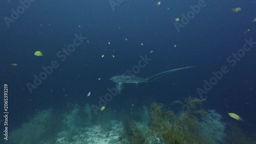 2026.06.01 Thresher Shark at Kimud Shoal, Malapascua, Philippins7