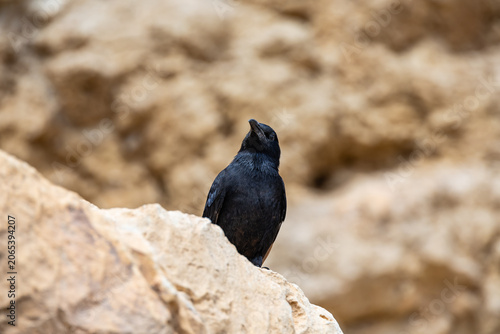 Tristrams  Starling Onychognathus tristramii perches on ground in ruins of Masada fortress in the southern Israel near Arad