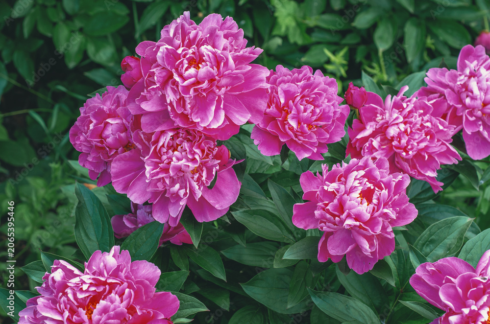 Fototapeta premium Decorative pink peony flowers in soft sunlight with matte petals and green leaves. Floral gift card.