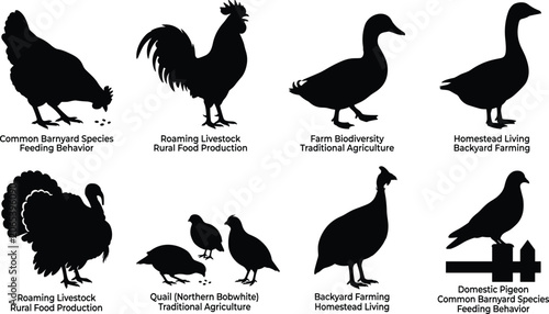 Foto Farm Bird Silhouette Collection with Poultry Livestock and Domestic Fowl Species