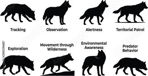 Foto Wolf Behavior Silhouette Set Showing Tracking Alertness Patrol and Predator Acti
