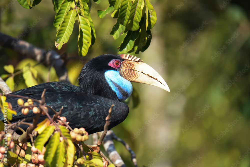 Fototapeta premium Wreathed hornbill, Bar-pouched wreathed hornbill on branch birdwatching in the forest.