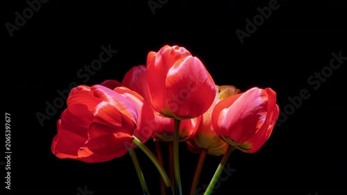 Red Tulip Bouquet Blooming and Rotating on Black Background, Dramatic Studio Timelapse, 4K