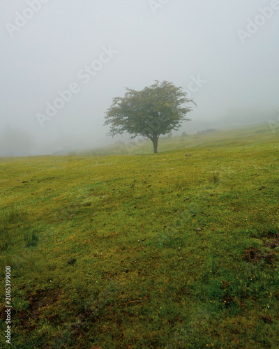 Solitary Hawthorn tree standing in thick fog. This image depicts a solitary tree standing in a field enveloped in thick fog.The scene shares characteristics with misty landscapes