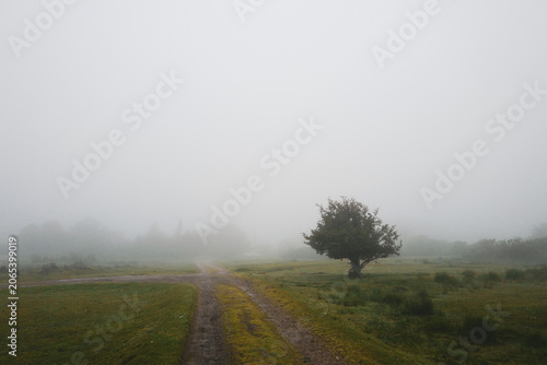 Solitary Hawthorn tree standing in thick fog This image depicts a solitary tree standing in a field enveloped in thick fog.The scene shares characteristics with misty landscapes 