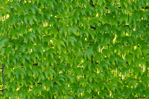Glossy Boston ivy leaves form a dense green curtain across a metal fence in bright sunlight. The botanical texture creates a fresh natural background for garden and urban design.