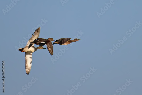 Schnatterenten im Flug	