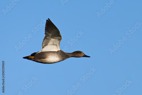 Schnatterente im Flug	