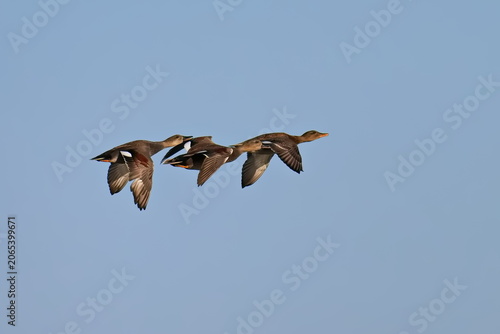 Schnatterenten im Flug	