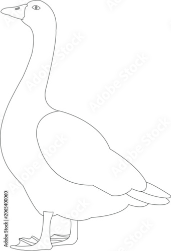 Outline illustration of a goose standing on white background bird animal