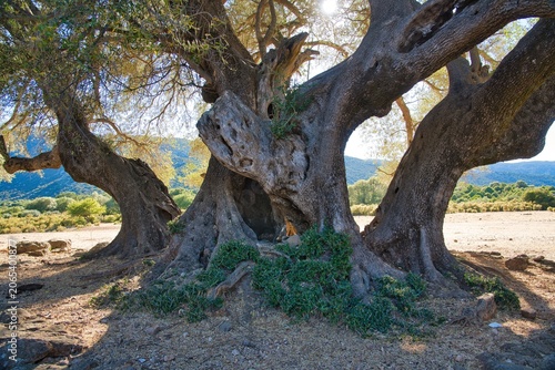 A centuries-old olive tree with a massive, rough trunk and twisted branches on the Golgo Plateau, Sardinia, Italy.