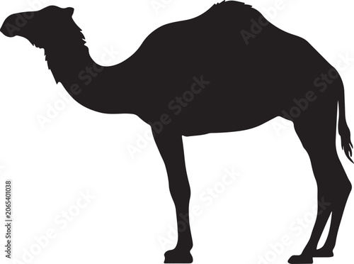Photography Camel standing silhouette side view vector graphic with silhouette wildlife drom