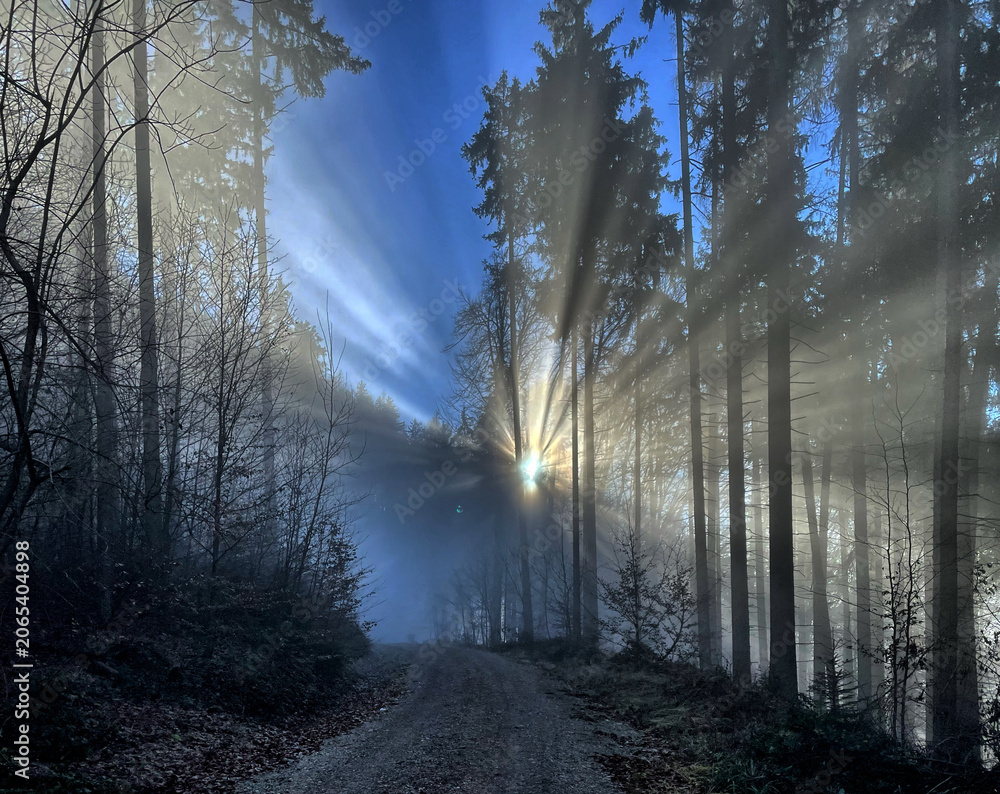 Fototapeta premium Sonne im Gegenlicht durch den Nebel im Wald mit einem Weg