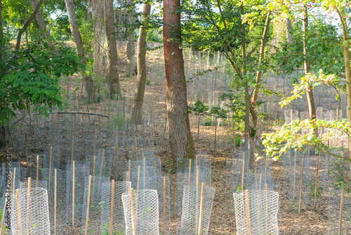 Konstfotografi Rows of young deciduous trees stand in wire protectors across a shaded woodland slope