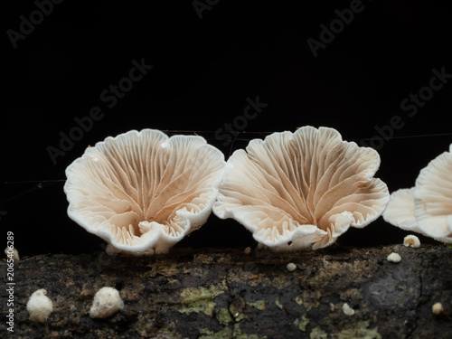 Close up Mushrooms or Fungus in Tropical Rainforest for Nature Background.