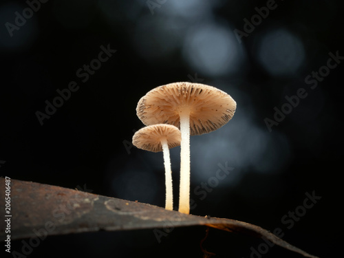 Close up Mushrooms or Fungus in Tropical Rainforest for Nature Background.