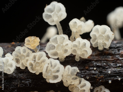Close up Mushrooms or Fungus in Tropical Rainforest for Nature Background.