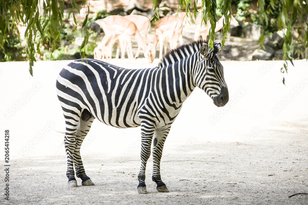 Obraz premium Steppenzebra (Equus quagga)