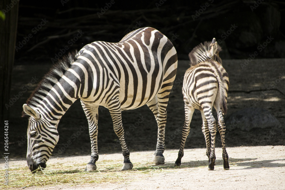 Obraz premium Steppenzebra (Equus quagga)