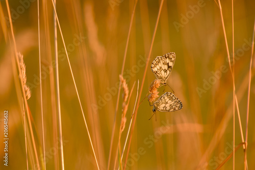 Pair of marbled white butterflies resting on a grass seed head in a sunlit meadow