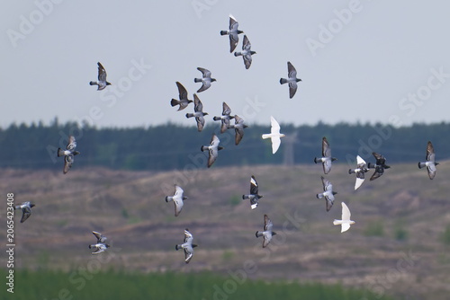 Haustauben Schwarm im Flug	