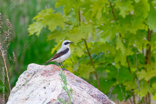 Steinschmätzer (Oenanthe oenanthe) Männchen in Brandenburg im Frühjahr	
